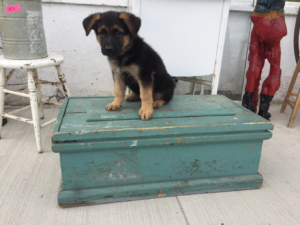 We Have A Wide Variety of Trunks for Your Doggie Treasures at Ambridge Antiques in Iroquois Falls, ON